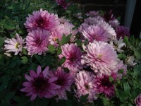 /album/bloemen/afbeelding-010-jpg/